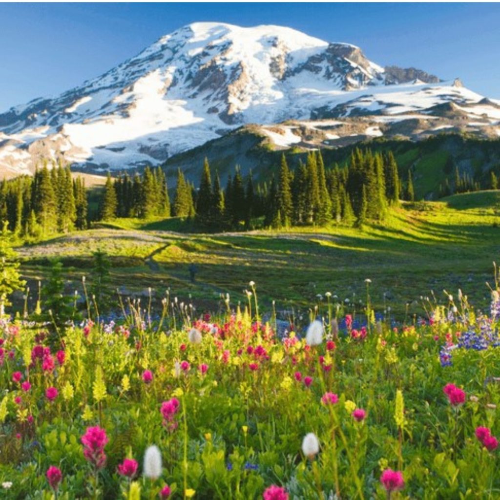 Mount Rainier and wildflowers in Washington, vision