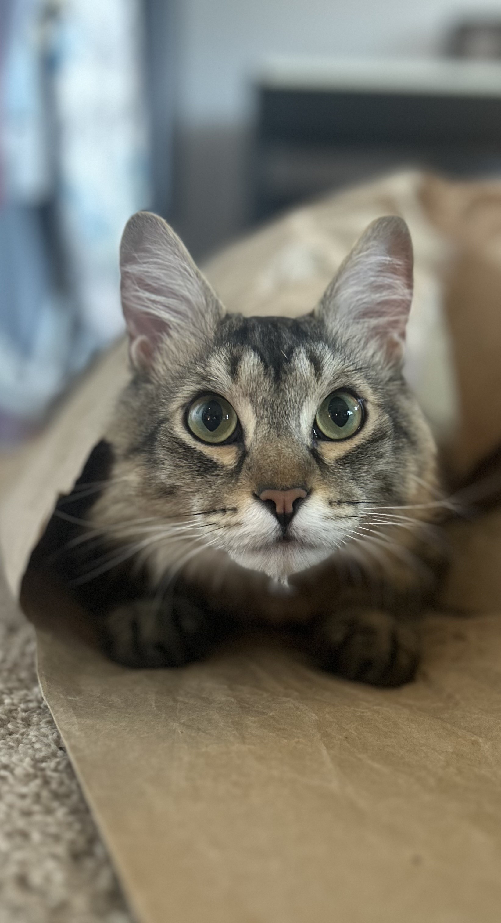 A brown tabby cat peeks out from underneath a large piece of paper.