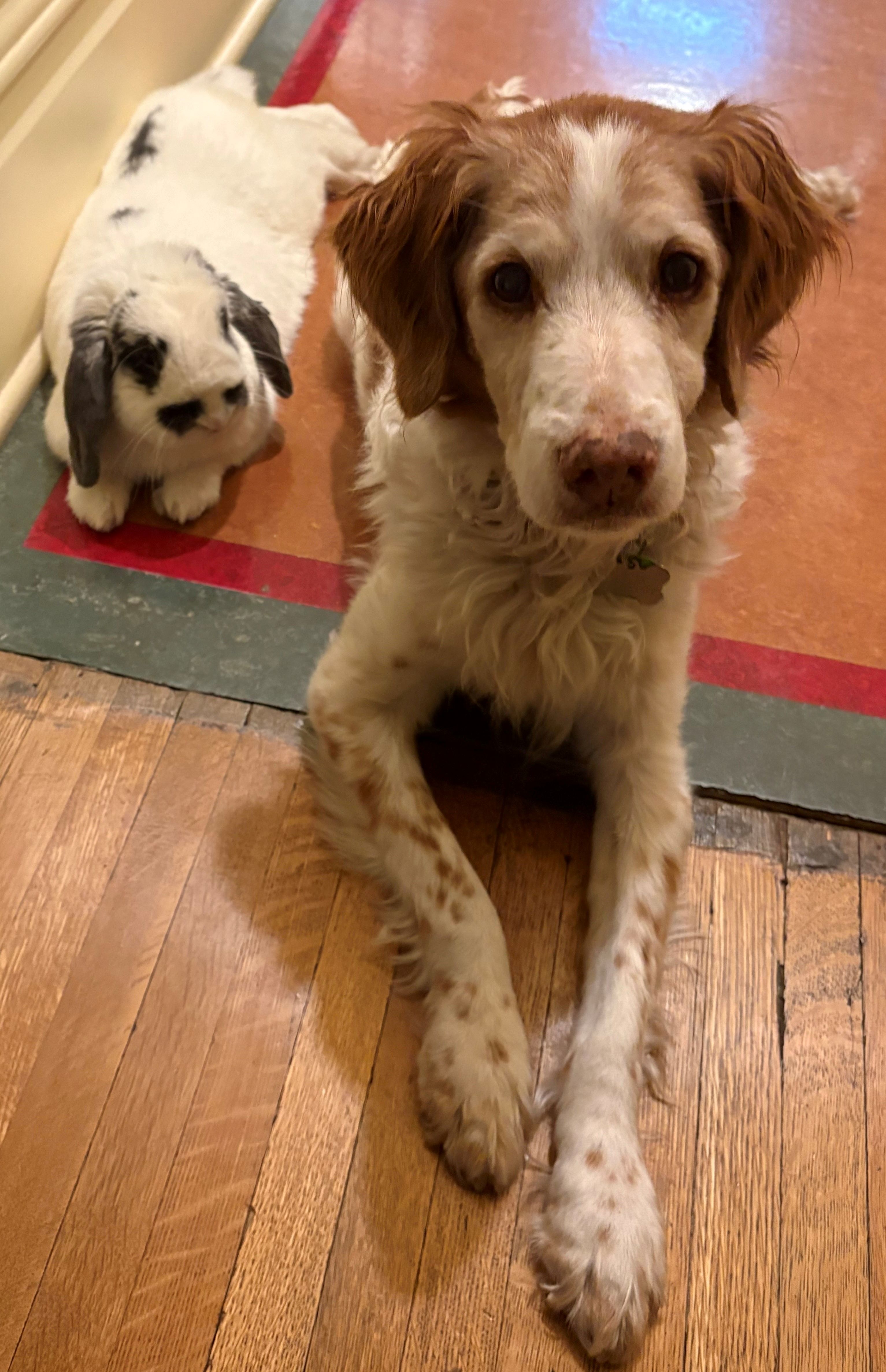 dog and rabbit sleeping on a wood floor next to one another