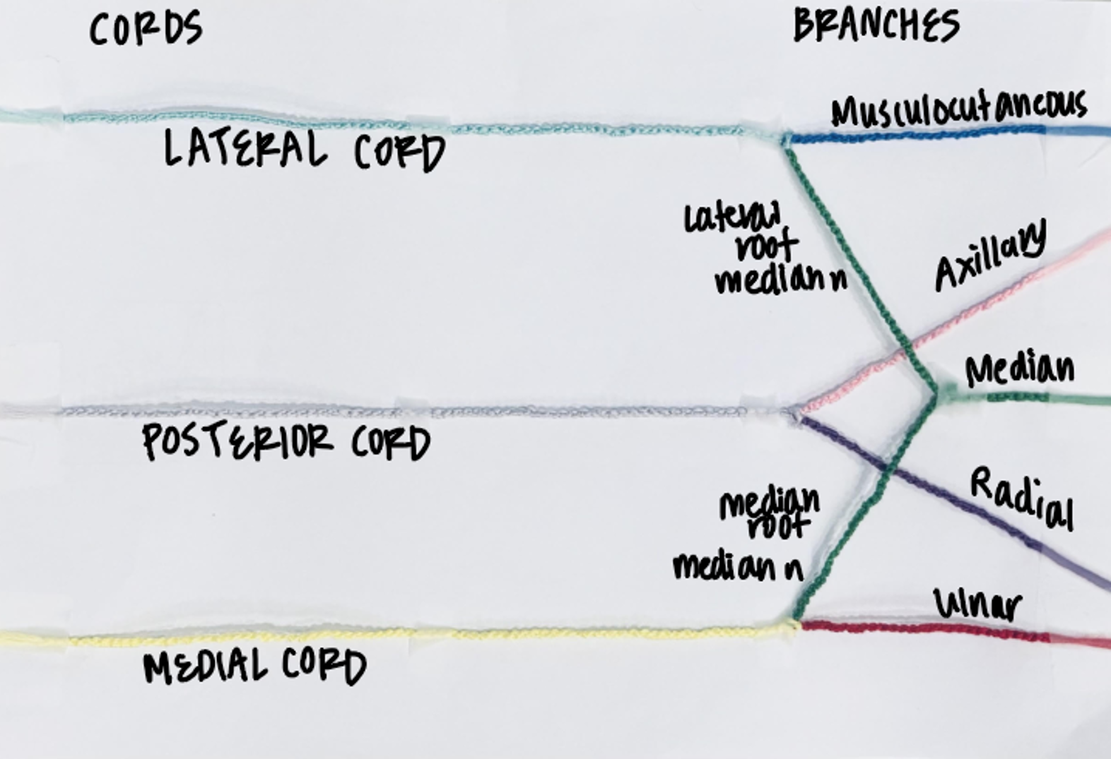 A hand-made embroidery thread model of the brachial plexus with handwritten labels