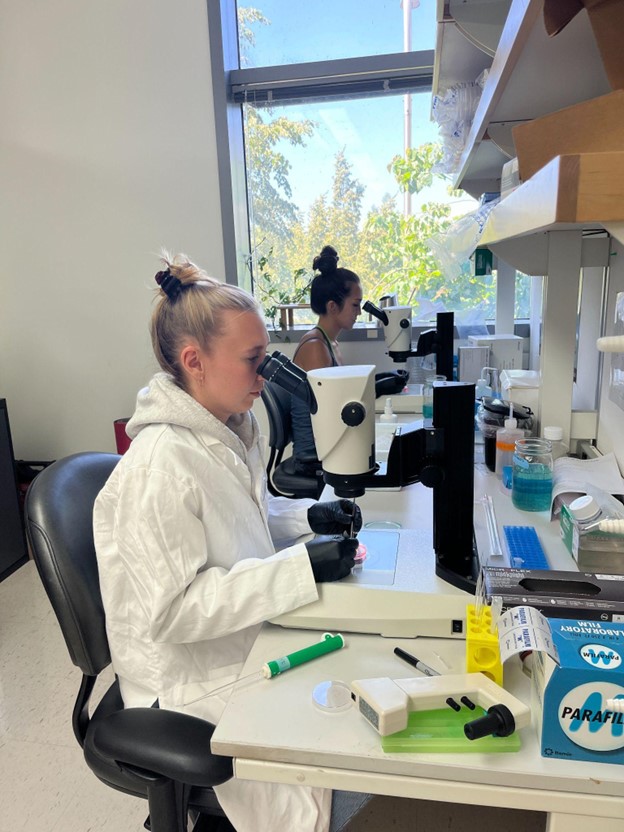 From Fellowship to Findings: Syd Sattler on the Embryo’s Earliest Immune Cells 